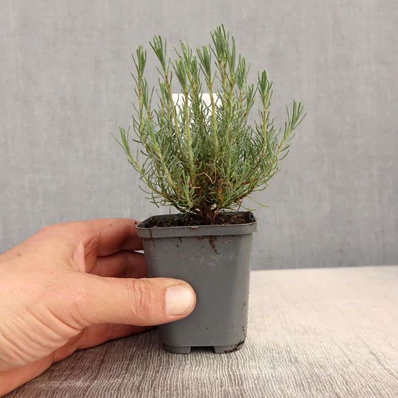 Spécimen de Santolina virens - Santoline à feuilles de romarin Godet de 8/9 cm tel que livré au printemps