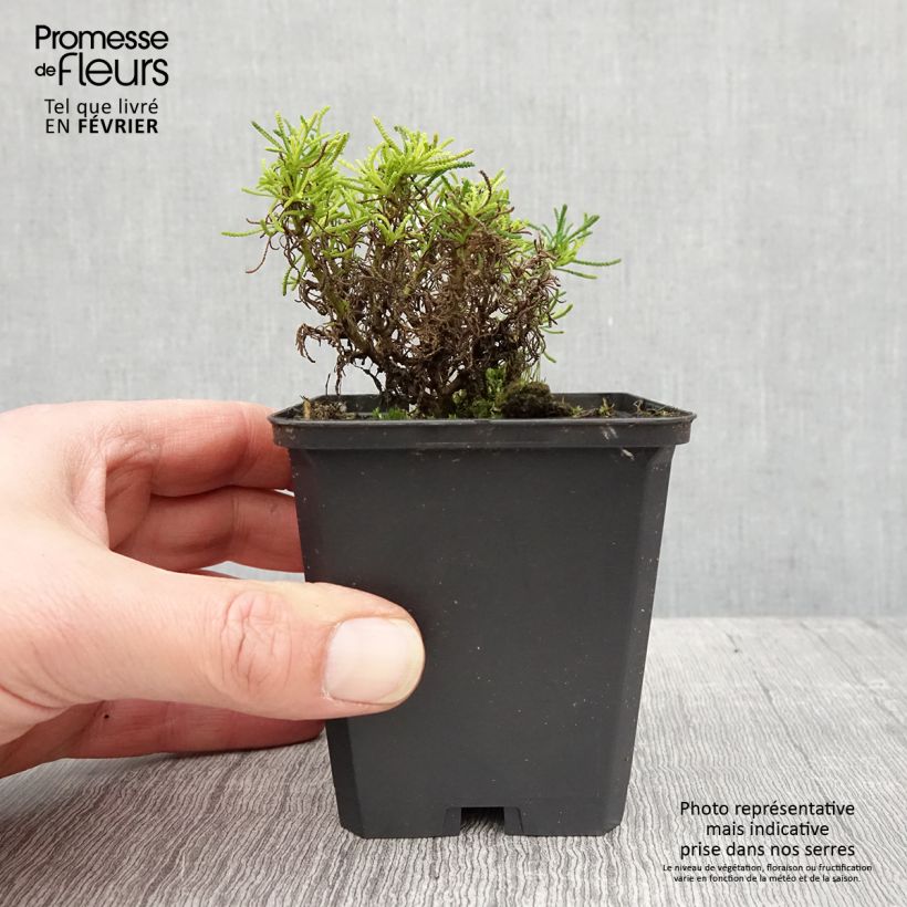 Spécimen de Santoline Lemon Fizz Godet de 8/9 cm tel que livré en hiver