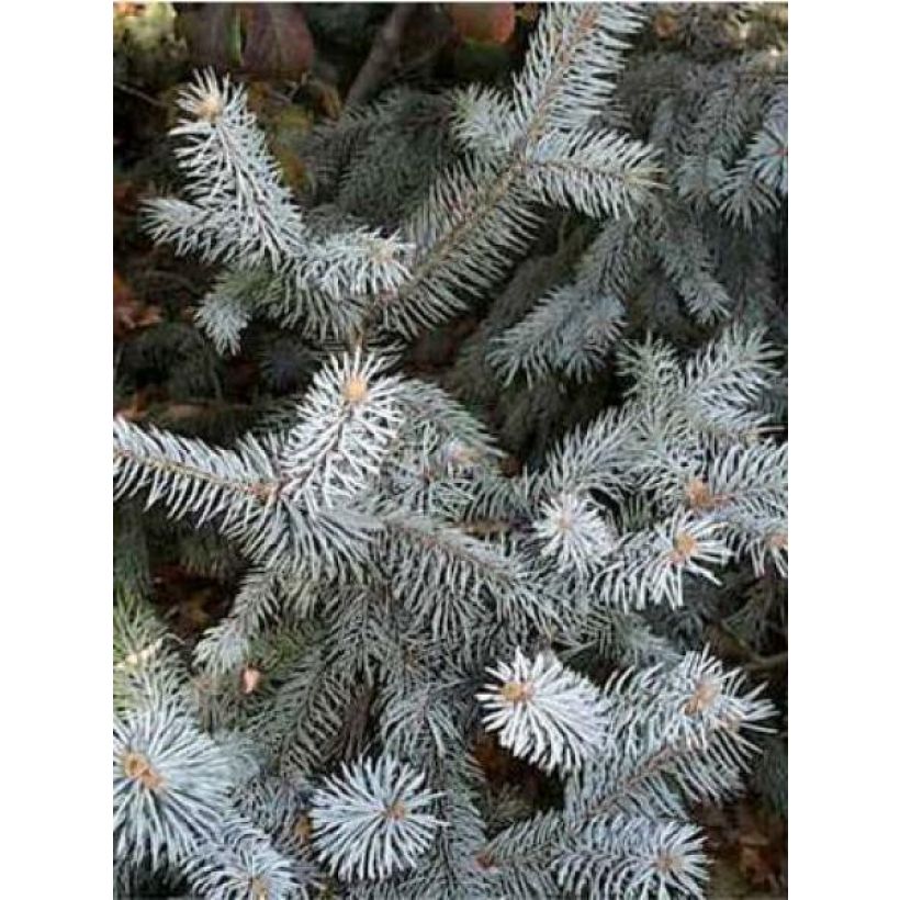 Sapin bleu - Picea pungens Blue Diamond (Feuillage)