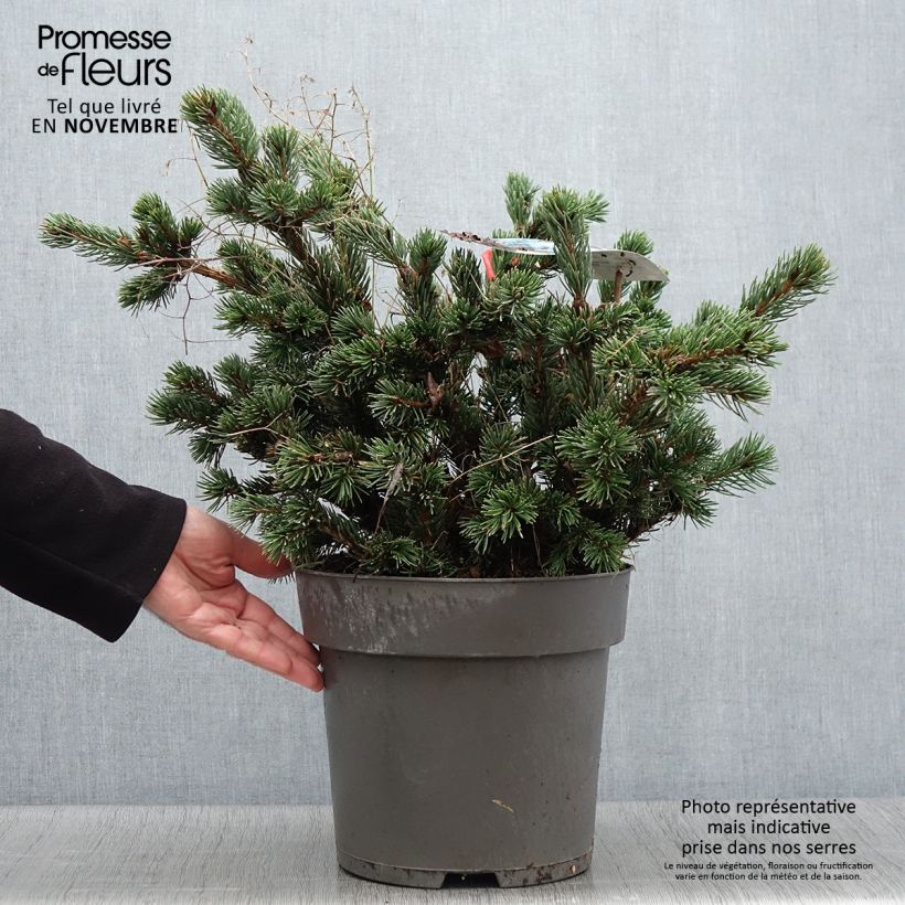 Spécimen de Sapin bleu, Epicéa du Colorado - Picea pungens Lucky Strike Pot de 3L/4L tel que livré en automne