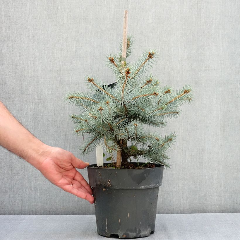 Spécimen de Sapin bleu - Picea pungens Blue Diamond Pot de 4L/5L tel que livré en été