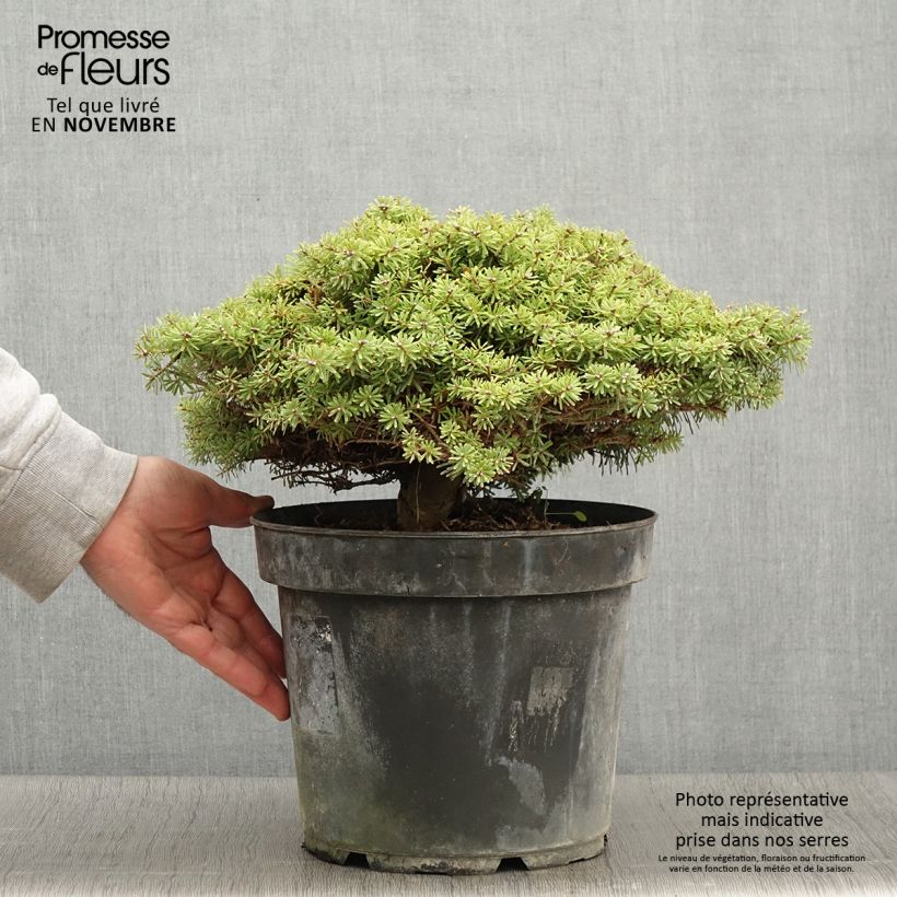 Spécimen de Sapin de Corée - Abies koreana Nadelkissen Pot de 7,5L/10L tel que livré en automne