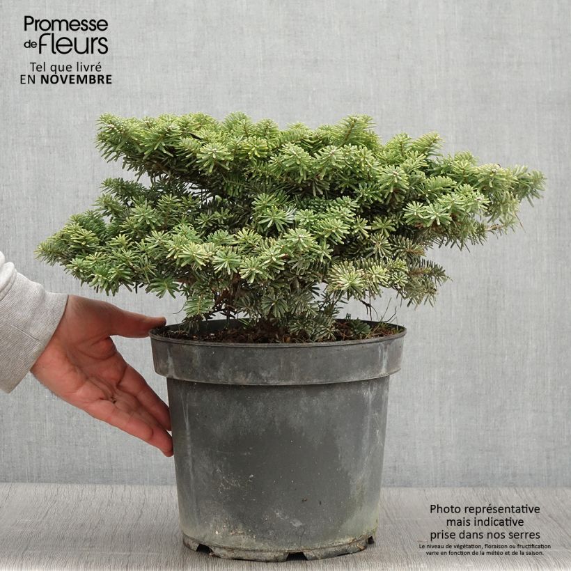 Spécimen de Sapin de Corée - Abies koreana Tundra Pièce tel que livré en automne