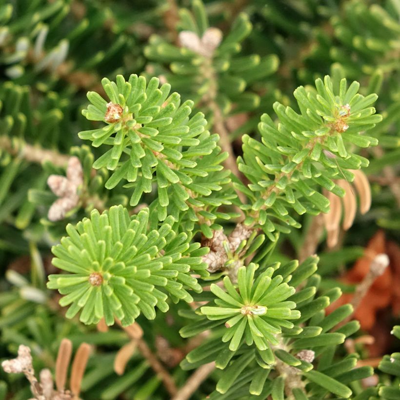 Sapin de Corée nain - Abies koreana Green Carpet (Feuillage)