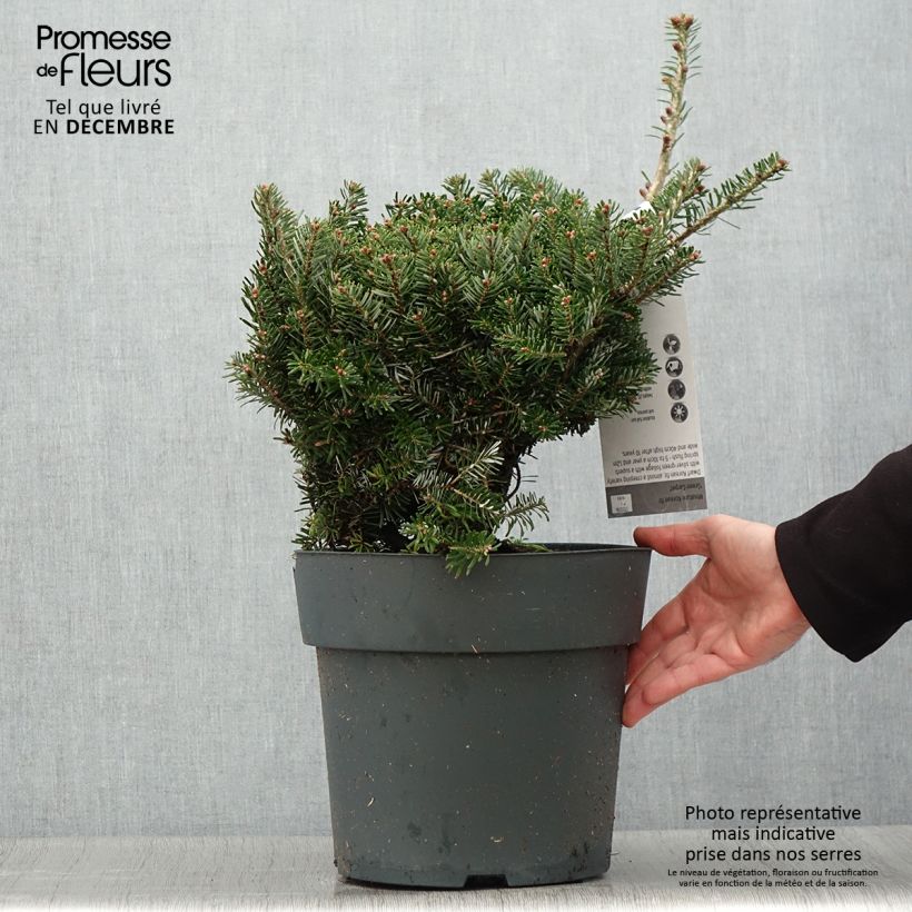 Spécimen de Sapin de Corée nain - Abies koreana Green Carpet Pot de 3L/4L tel que livré en hiver