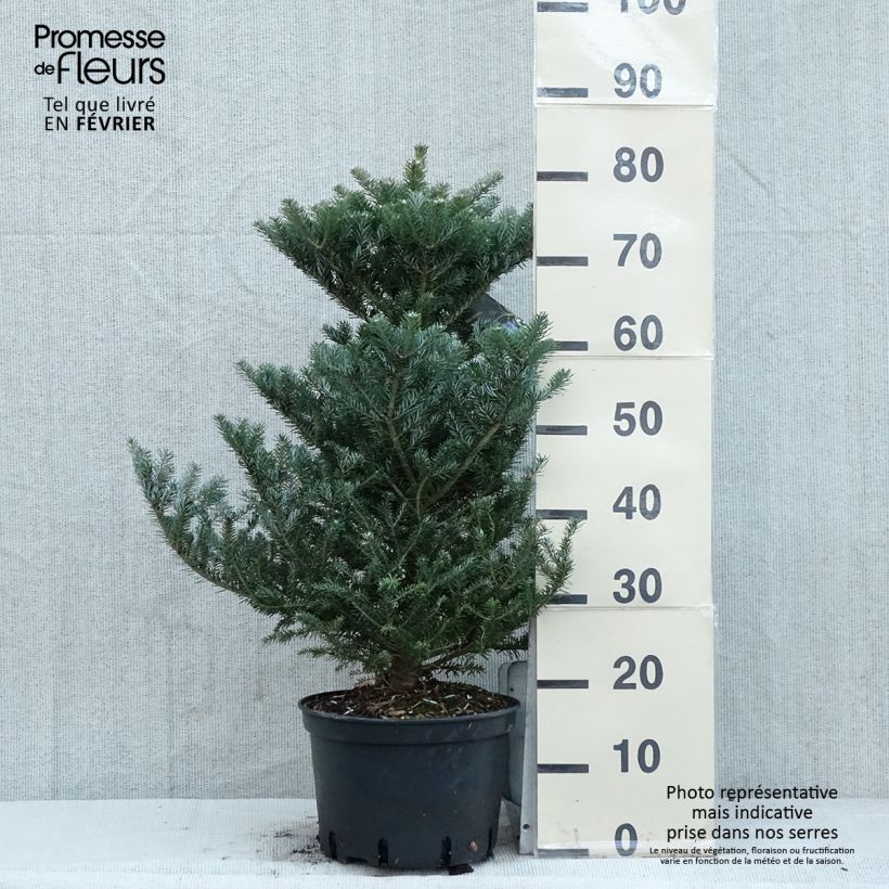 Spécimen de Sapin de Corée nain - Abies koreana Molli Pot de 4L/5L tel que livré en hiver