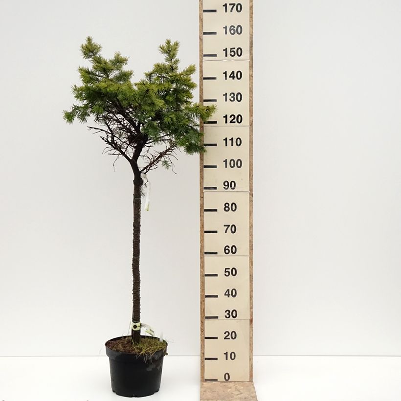 Spécimen de Sapin de Douglas - Pseudotsuga menziesii Fletcheri Pot de 7,5L/10L, Tige de 80 cm tel que livré en hiver