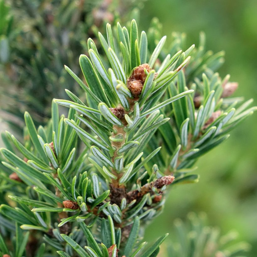 Sapin de Nordmann - Abies nordmanniana Kulista (Feuillage)