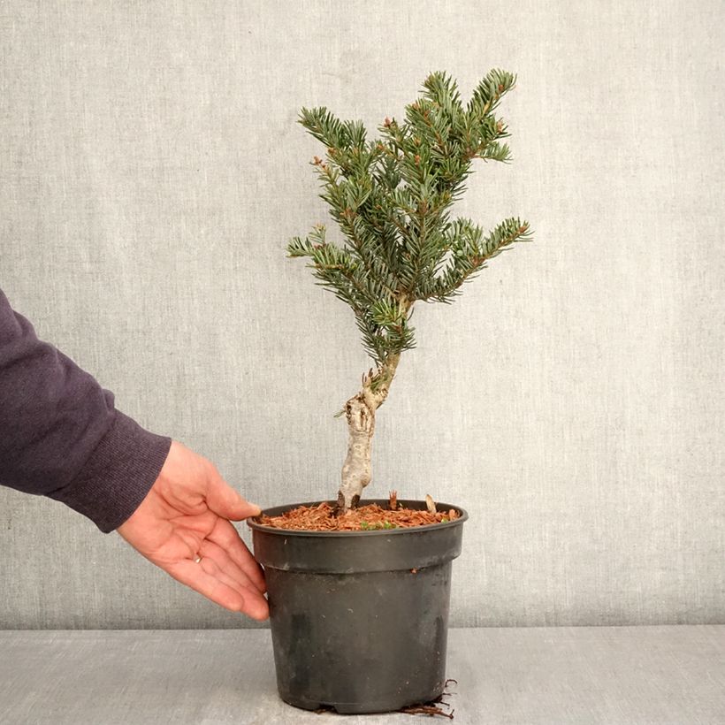 Spécimen de Sapin de Nordmann - Abies nordmanniana Kulista Pot de 3L/4L tel que livré au printemps