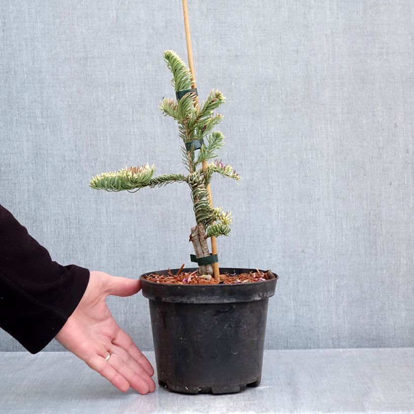 Spécimen de Sapin noble - Abies procera Sherwoodii Pot de 3L/4L tel que livré en automne