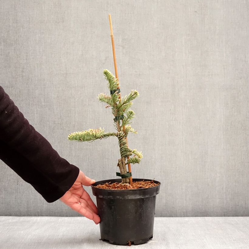 Spécimen de Sapin noble - Abies procera Sherwoodii Pot de 3L/4L tel que livré en hiver