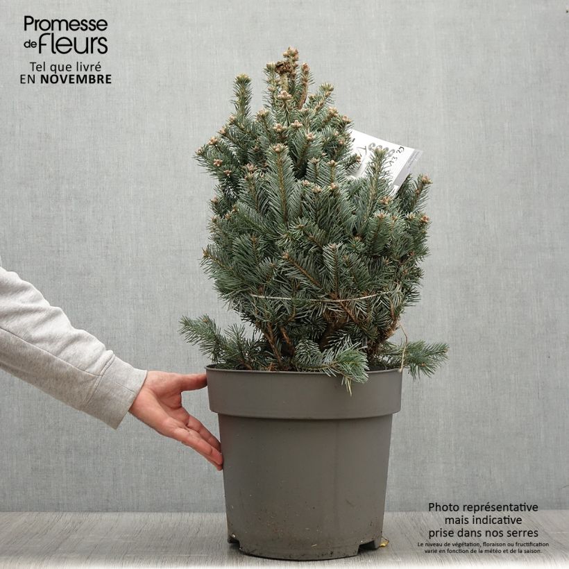 Spécimen de Sapin subalpin - Abies lasiocarpa Compacta Pot de 2L/3L tel que livré en automne