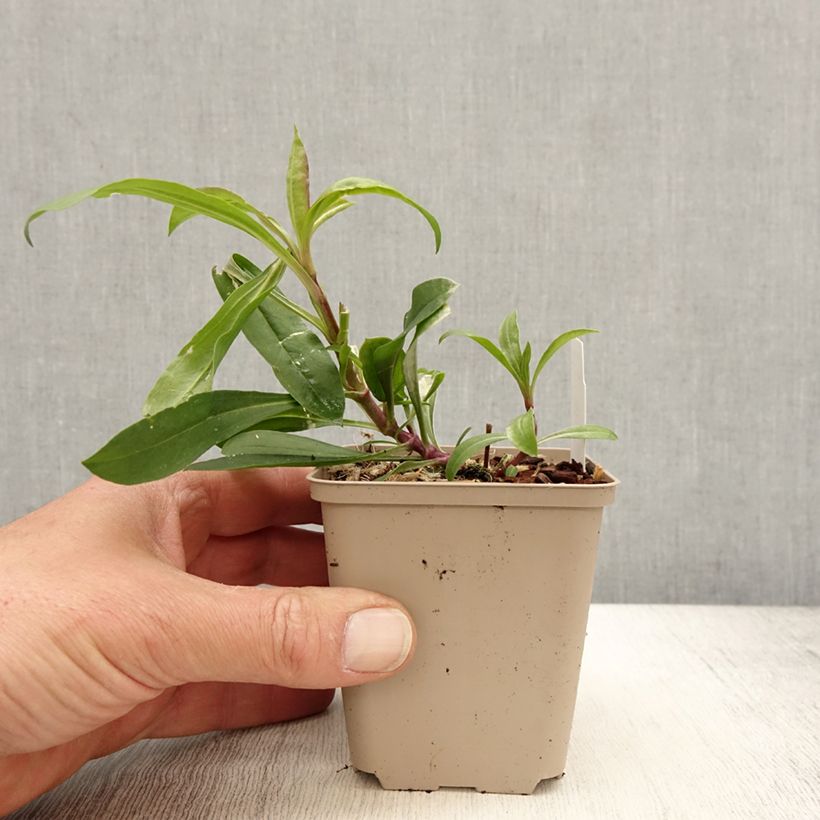 Spécimen de Saponaire Max Frei Godet de 8/9 cm tel que livré au printemps