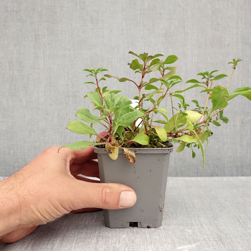 Spécimen de Saponaria ocymoides - Saponaire de Montpellier Godet de 8/9 cm tel que livré en automne