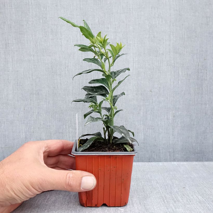 Spécimen de Sarcococca confusa Godet de 8/9 cm tel que livré en automne