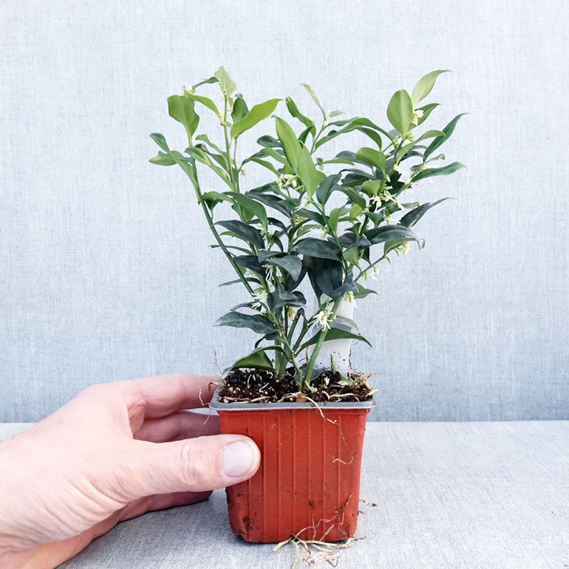 Spécimen de Sarcococca confusa Godet de 8/9 cm tel que livré en hiver