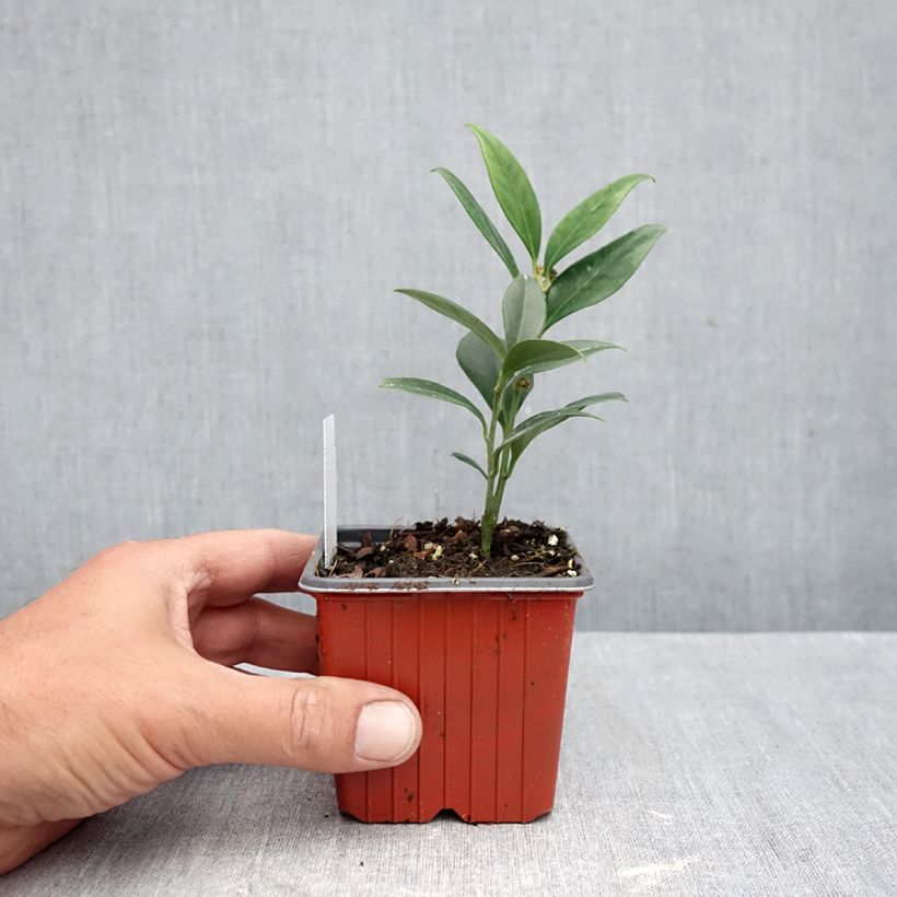 Spécimen de Sarcococca Dragon's gate Godet de 8/9 cm tel que livré en automne