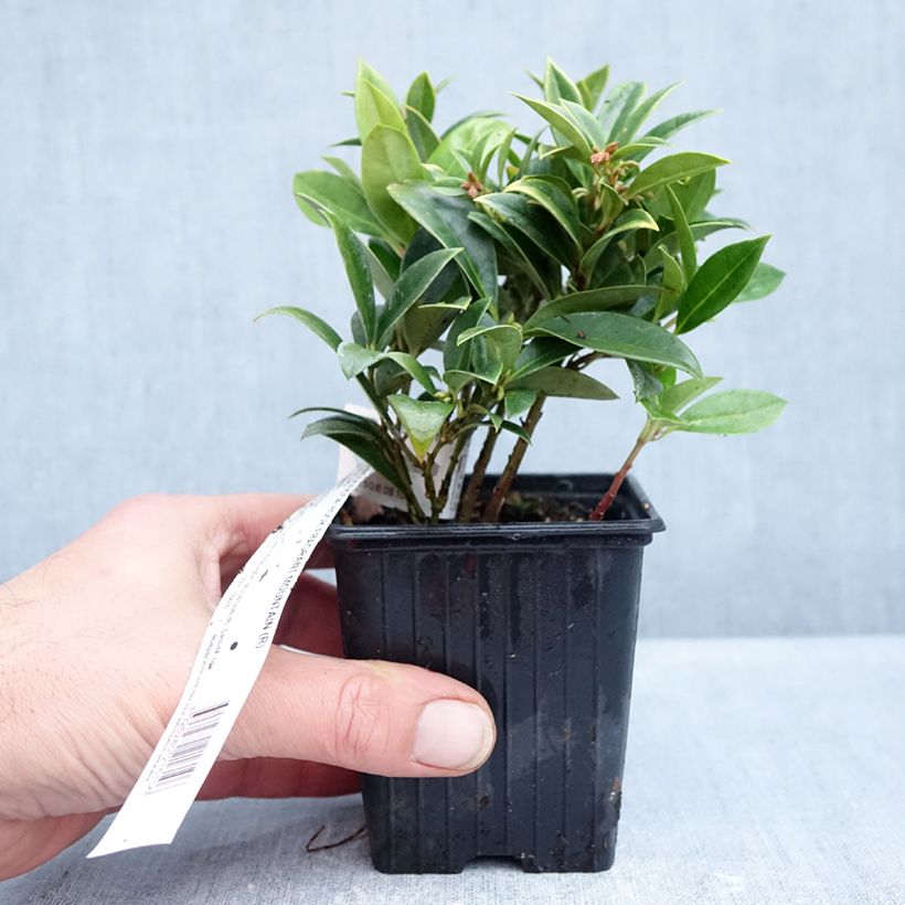 Spécimen de Sarcococca Fragrant Mountain Godet de 8/9 cm tel que livré en automne