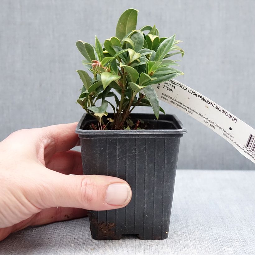 Spécimen de Sarcococca Fragrant Mountain Godet de 8/9 cm tel que livré en hiver