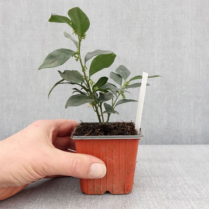 Spécimen de Sarcococca hookeriana humilis Godet de 8/9 cm tel que livré en hiver