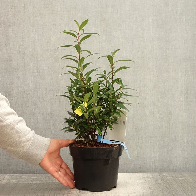 Spécimen de Sarcococca hookeriana Purple Gem Pot de 3L/4L tel que livré en automne