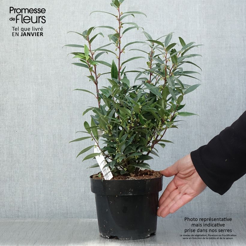Spécimen de Sarcococca hookeriana Purple Gem Pot de 3L/4L tel que livré en hiver