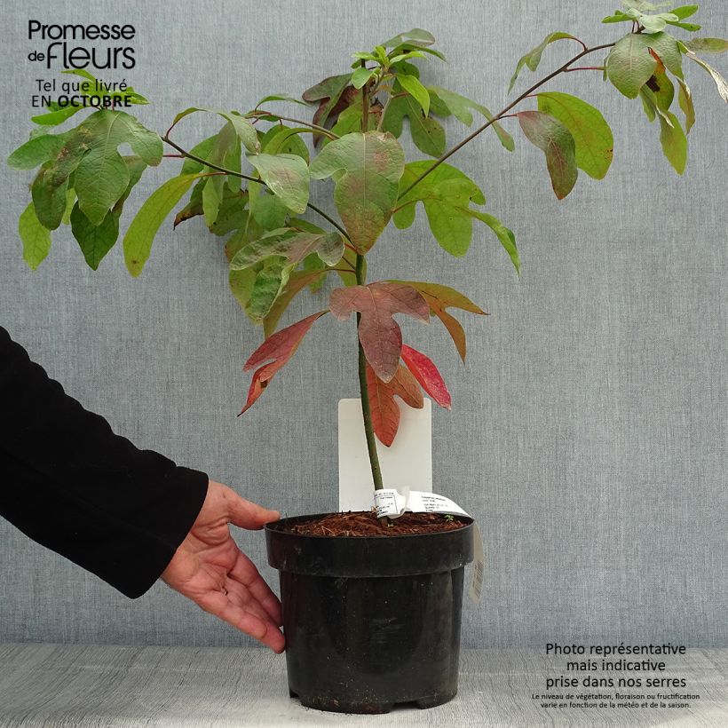 Spécimen de Sassafras albidum - Laurier des Iroquois Pot de 3L/4L tel que livré en automne