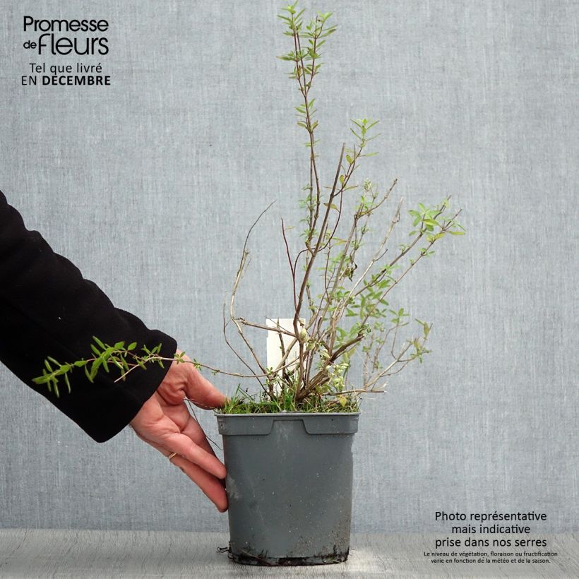 Spécimen de Sauge arbustive Amethyst Lips - Salvia greggii Pot de 2L/3L tel que livré en hiver