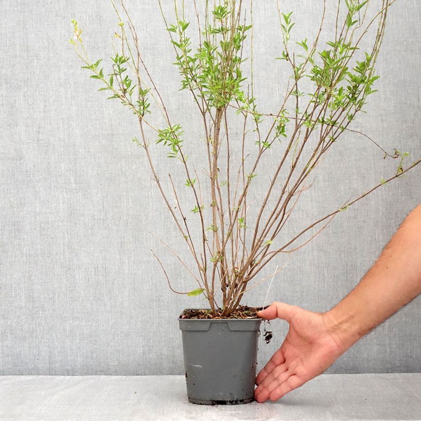 Spécimen de Sauge arbustive Belle de Loire - Salvia jamensis Pot de 2L/3L tel que livré en été