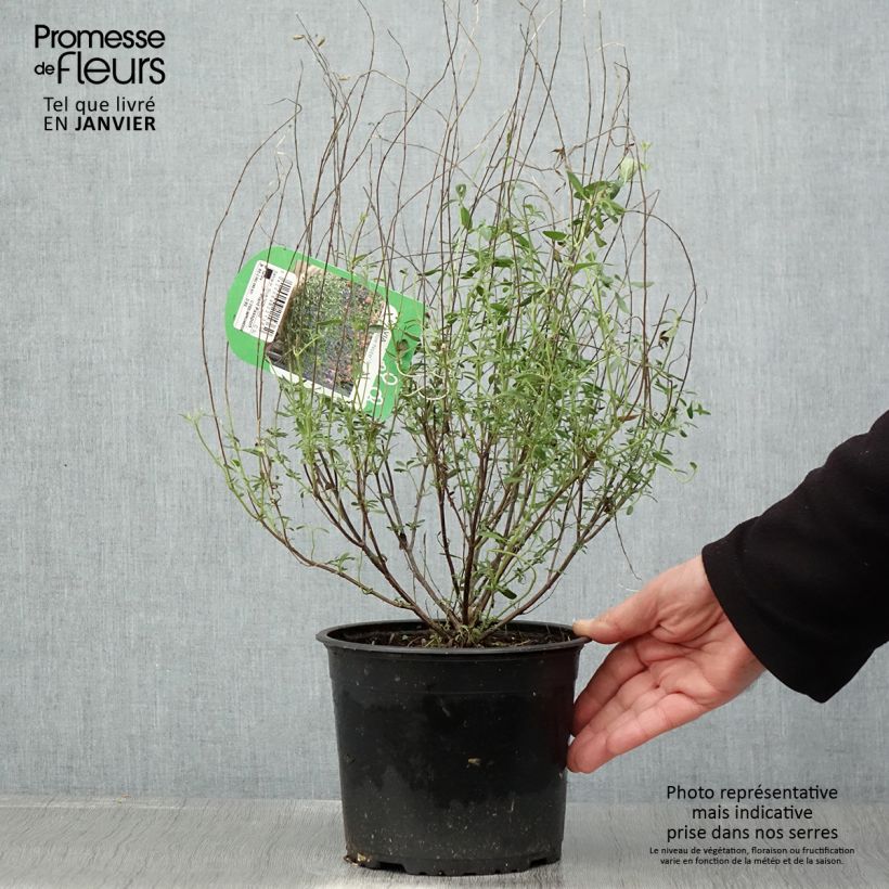 Spécimen de Sauge arbustive Blue Note - Salvia microphylla Pot de 2L/3L tel que livré en hiver