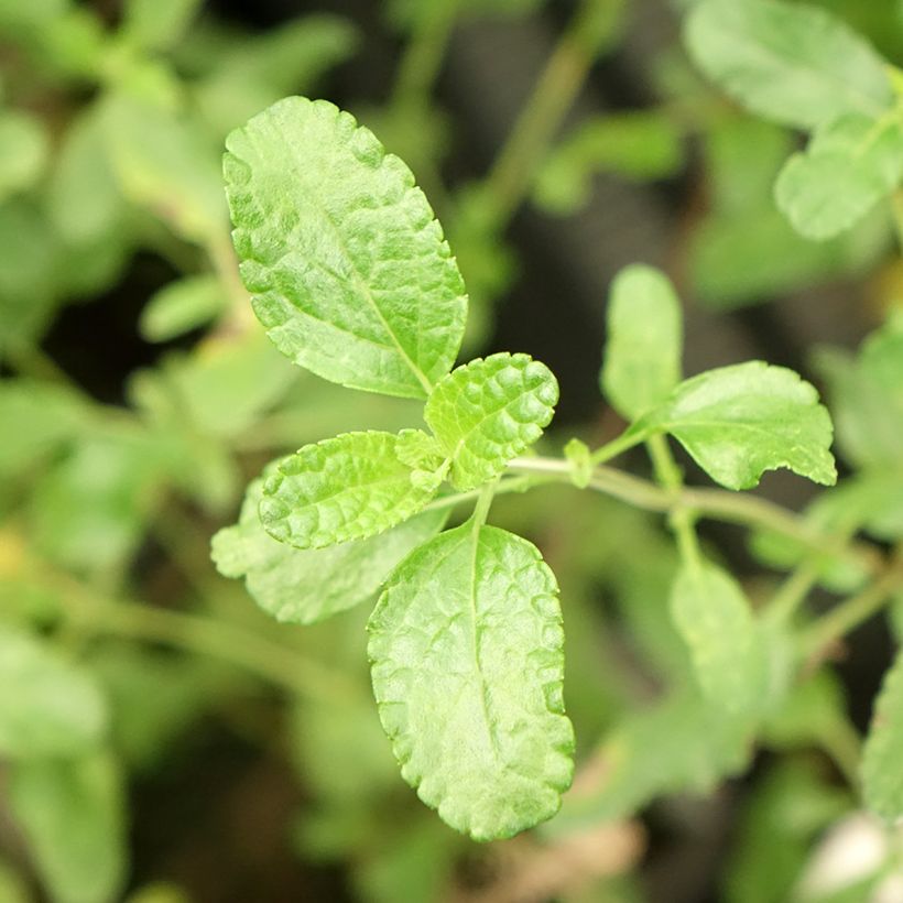 Sauge arbustive Gletsjer - Salvia microphylla (Feuillage)