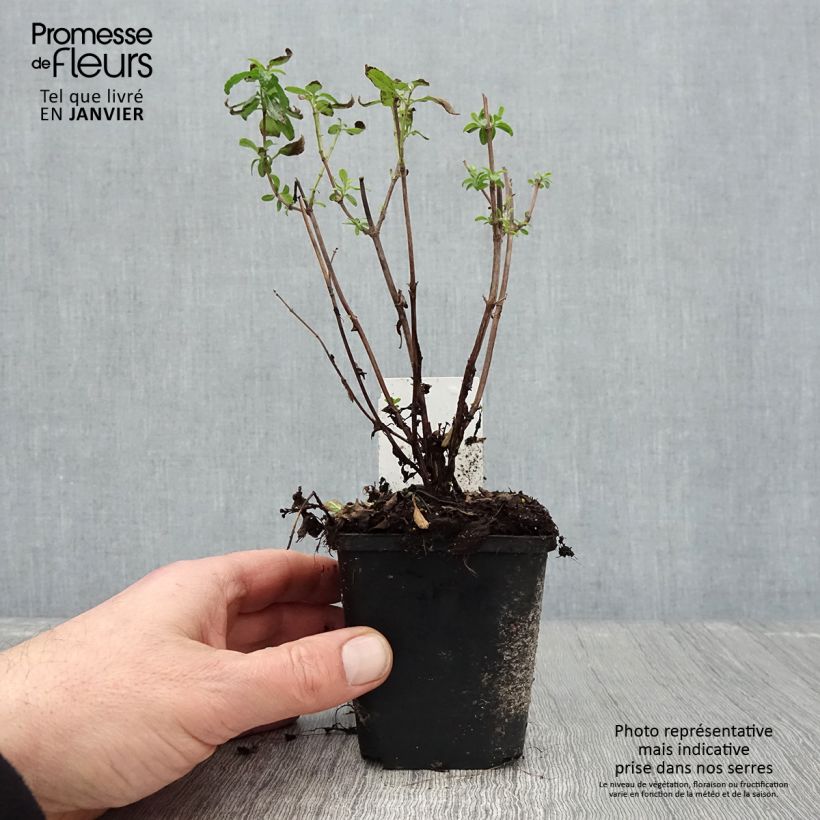 Spécimen de Sauge arbustive Gletsjer - Salvia microphylla Godet de 8/9 cm tel que livré en hiver