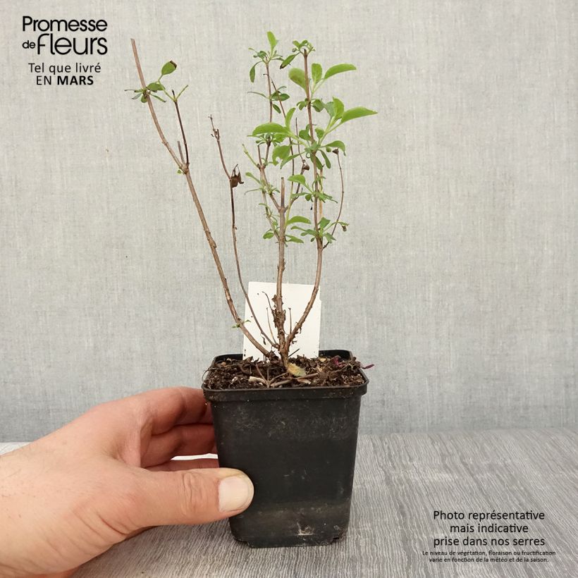 Spécimen de Sauge arbustive Gletsjer - Salvia microphylla Godet de 8/9 cm tel que livré au printemps