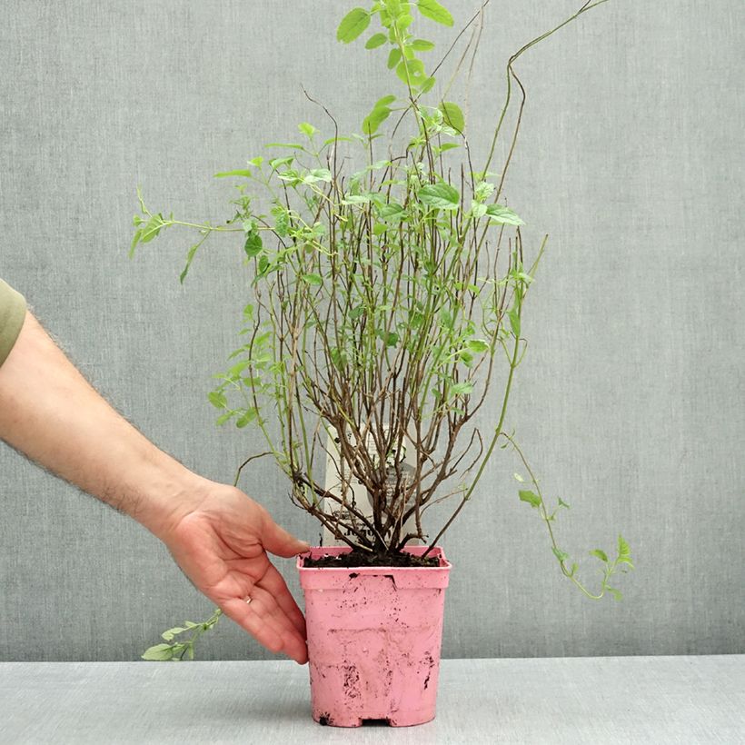 Spécimen de Sauge arbustive Malabar - Salvia jamensis Pot de 2L/3L tel que livré en automne