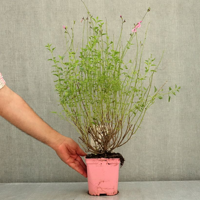 Spécimen de Sauge arbustive Malabar - Salvia jamensis Pot de 2L/3L tel que livré en été