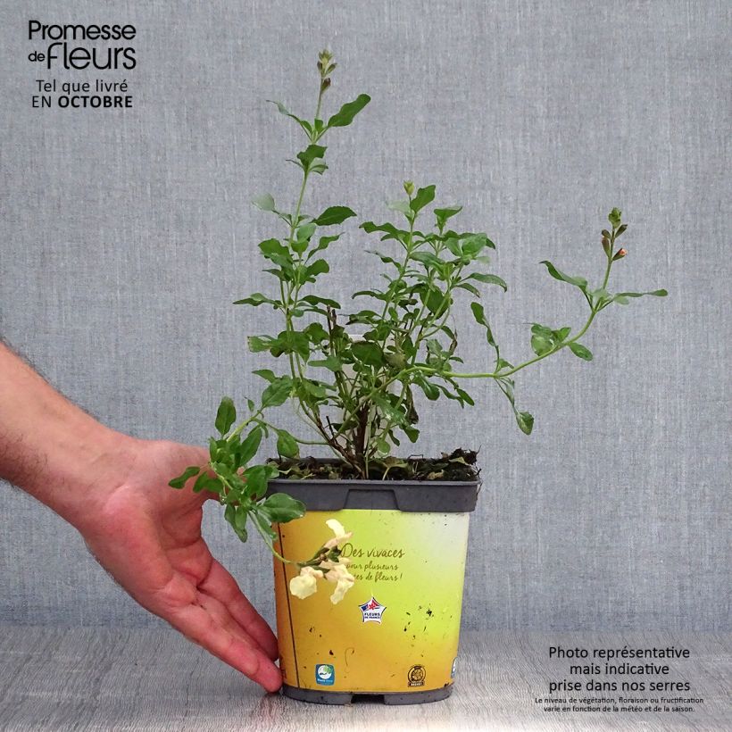 Spécimen de Sauge arbustive Melen - Salvia jamensis Pot de 2L/3L tel que livré en automne