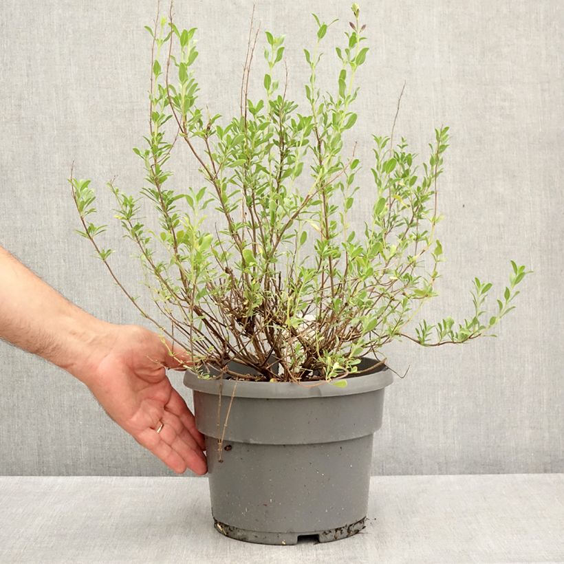 Spécimen de Sauge arbustive Melen - Salvia jamensis Pot de 4L/5L tel que livré en été