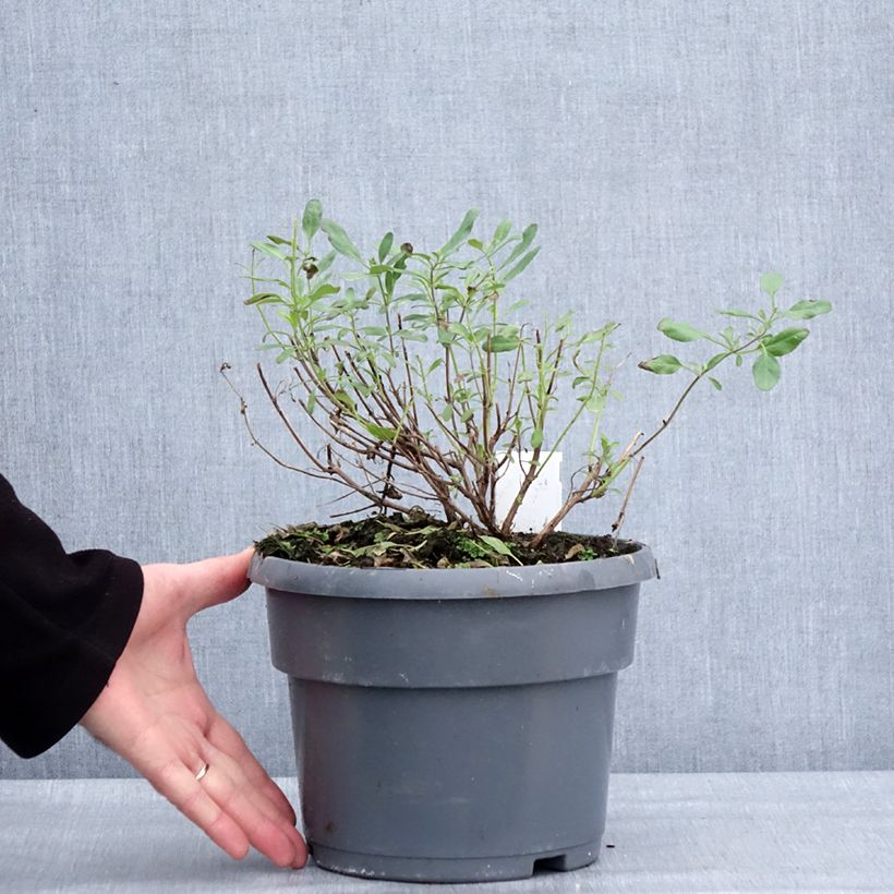 Spécimen de Sauge arbustive Melen - Salvia jamensis Pot de 4L/5L tel que livré en hiver