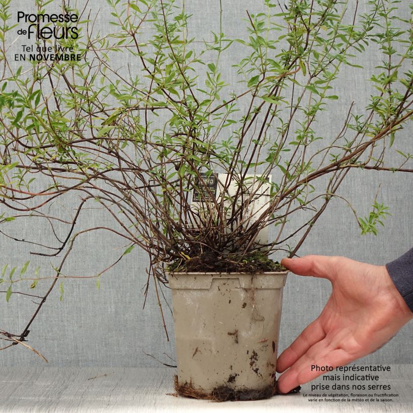 Spécimen de Sauge arbustive Nachtvlinder - Salvia microphylla Pot de 2L/3L tel que livré en automne