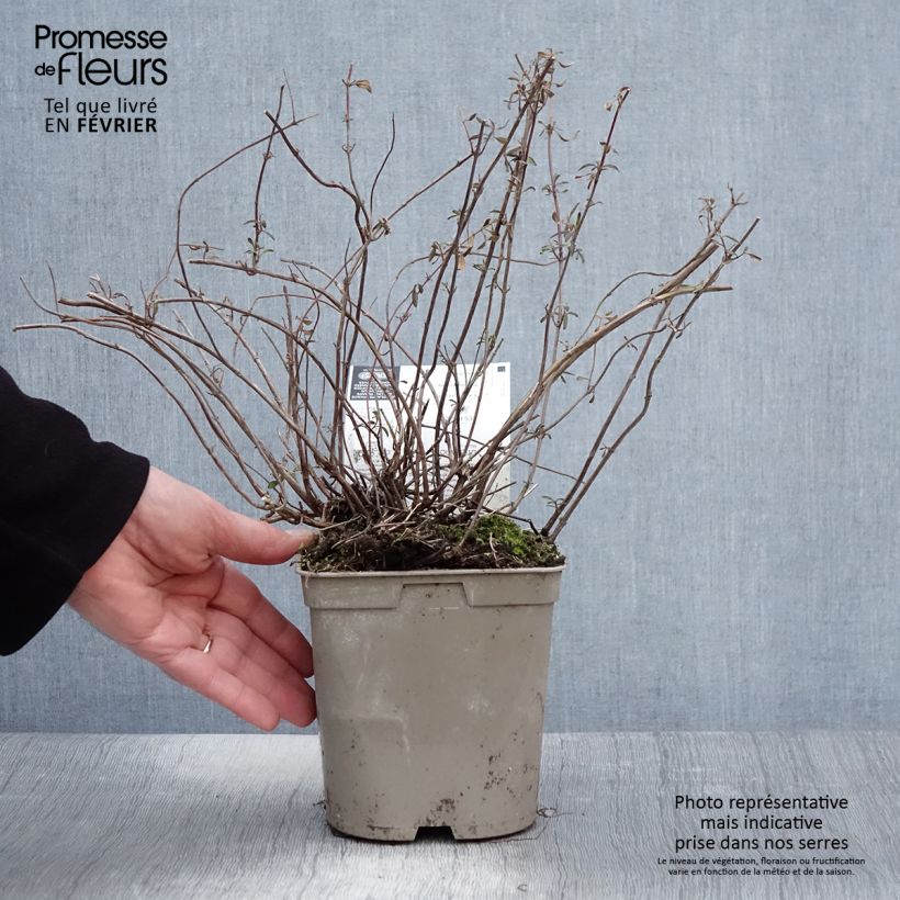 Spécimen de Sauge arbustive Nachtvlinder - Salvia microphylla Pot de 2L/3L tel que livré en hiver