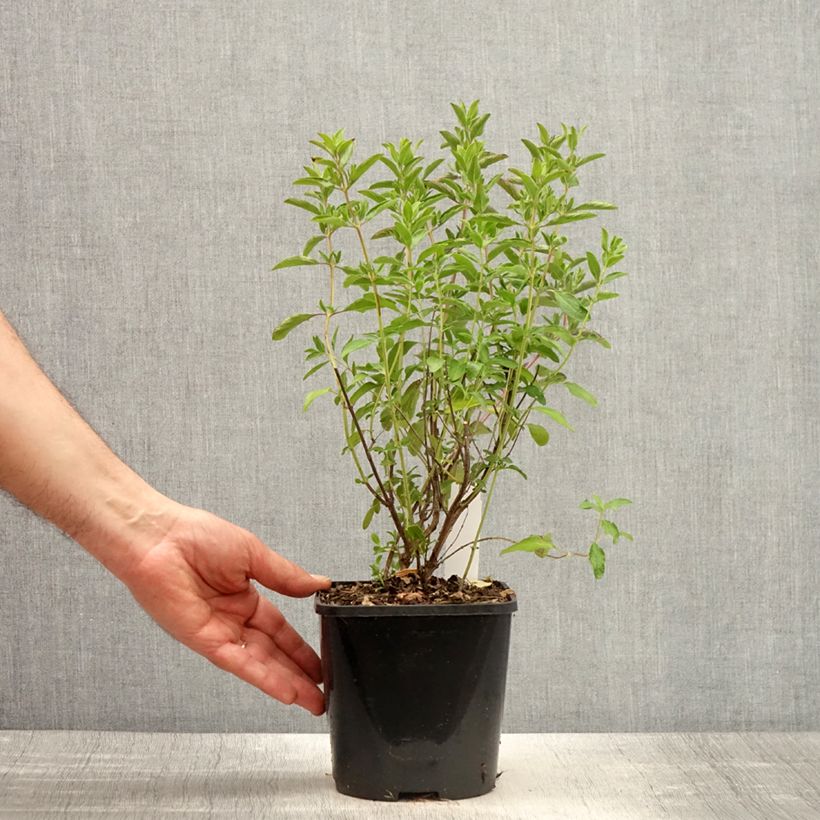 Amostra de Sálvia microphylla Nachtvlinder® (Papillon de Nuit) Vaso de 2 L/3 L tal como entregue na primavera