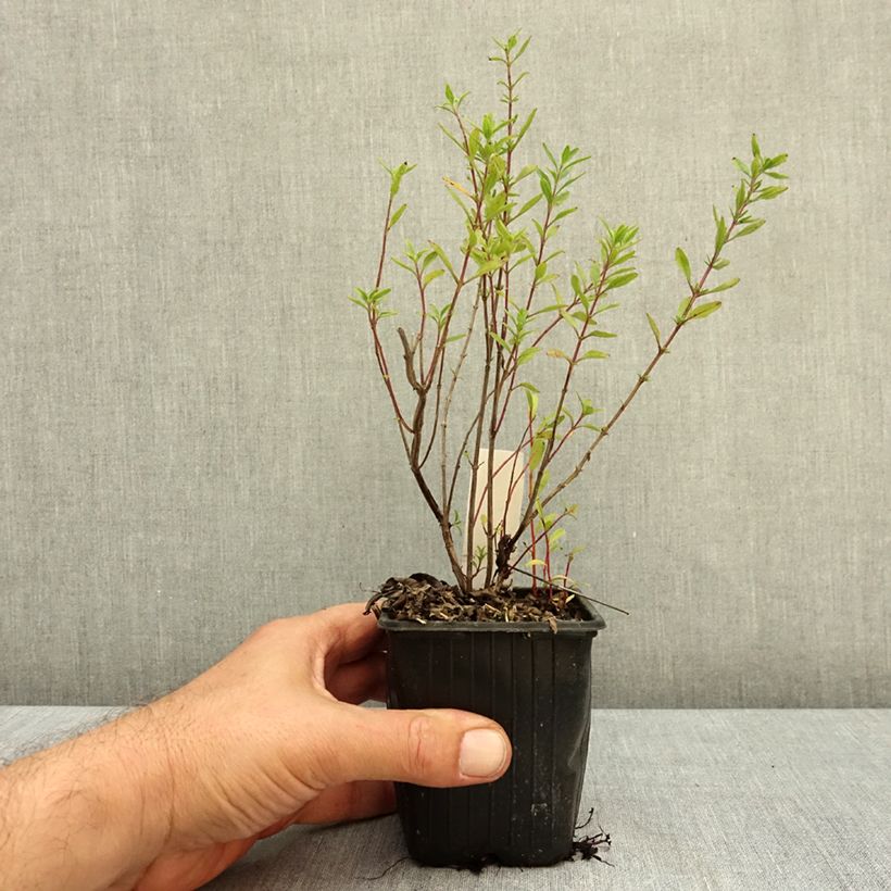 Spécimen de Sauge arbustive Oriental Dove - Salvia microphylla Godet de 8/9 cm tel que livré en automne