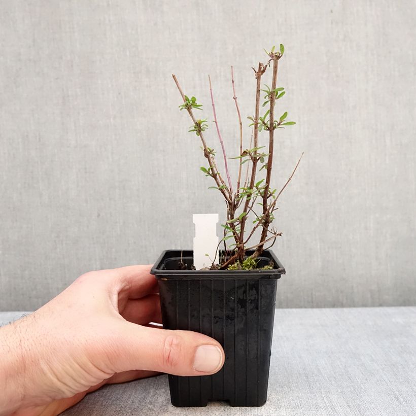 Spécimen de Sauge arbustive Oriental Dove - Salvia microphylla Godet de 8/9 cm tel que livré en hiver