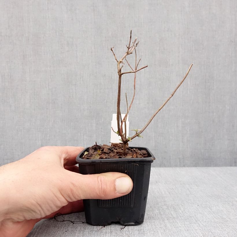 Spécimen de Sauge arbustive Pink Lips (Jeremy) - Salvia microphylla Godet de 8/9 cm tel que livré en hiver