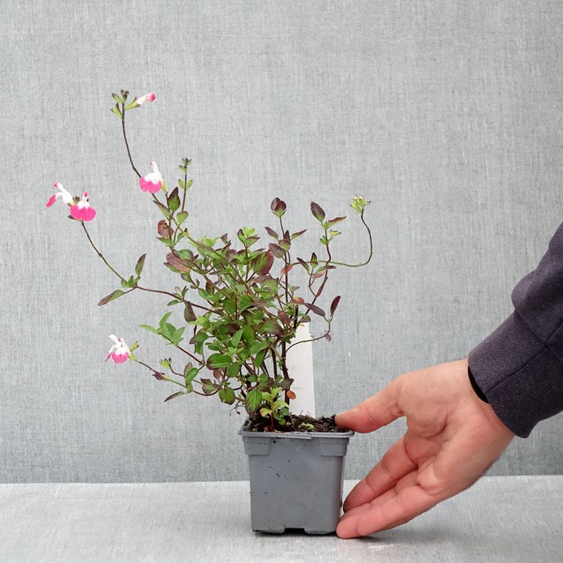 Spécimen de Sauge arbustive Pink Lips (Jeremy) - Salvia microphylla Godet de 8/9 cm tel que livré en automne