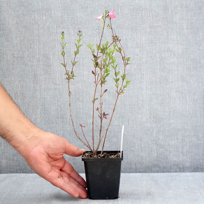 Spécimen de Sauge arbustive Pink Lips (Jeremy) - Salvia microphylla Godet de 8/9 cm tel que livré en été