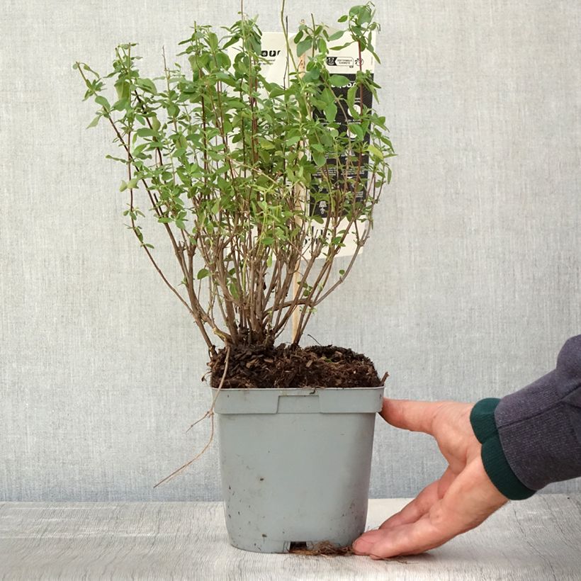 Spécimen de Sauge arbustive Reve Rouge - Salvia jamensis Pot de 2L/3L tel que livré en automne