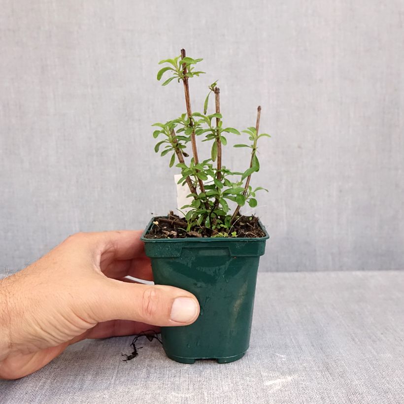 Spécimen de Sauge arbustive - Salvia greggii Mirage Burgundy Godet de 8/9 cm tel que livré en automne