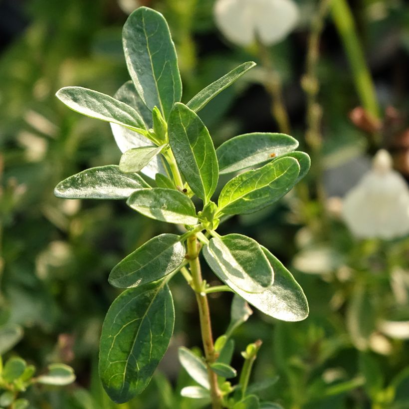 Sauge arbustive - Salvia greggii Mirage Cream (Feuillage)
