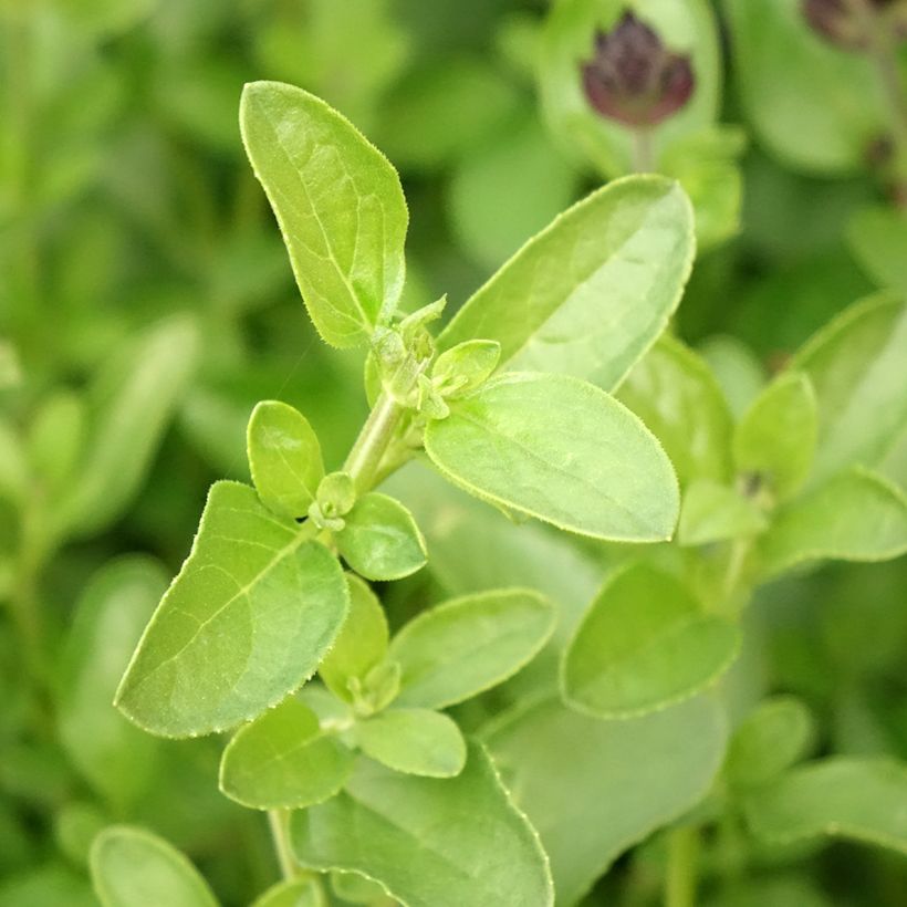 Sauge arbustive - Salvia greggii Mirage Salmon (Feuillage)